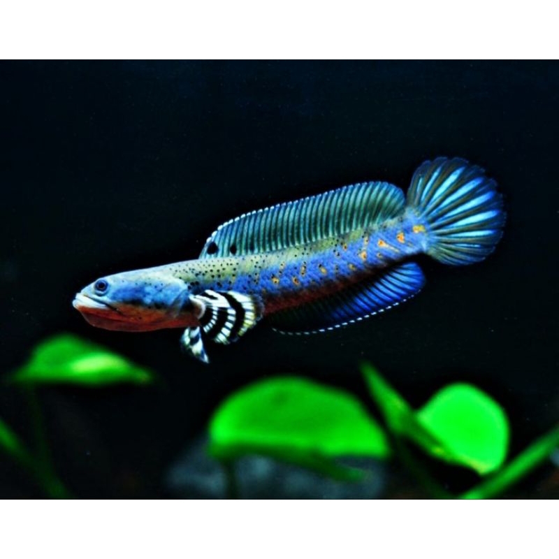 Chana Blue pulcra / BP 7-9 cm single tank bahanan gacor
