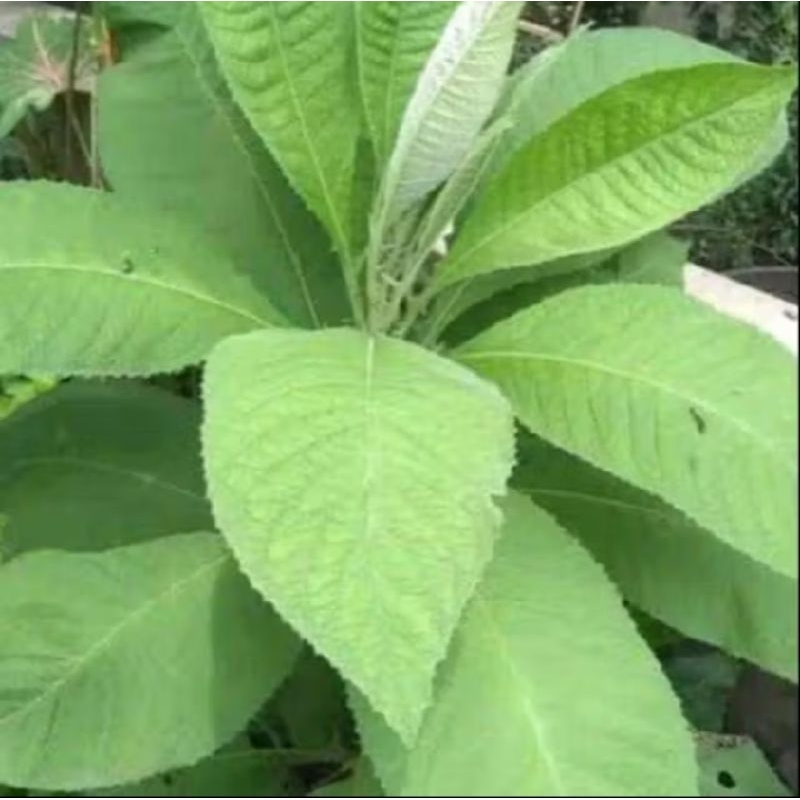 

DAUN SEMBUNG SEGAR FRESH250 GRAM