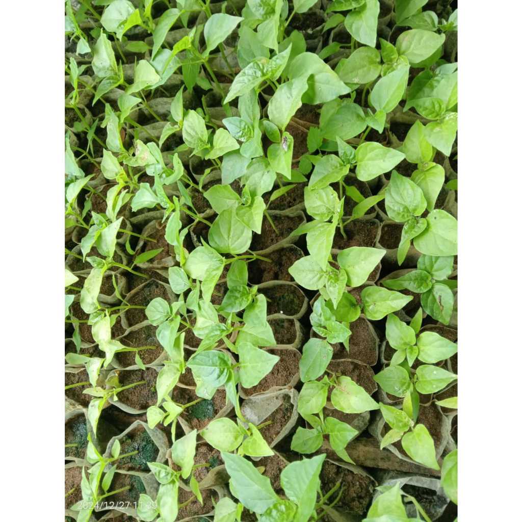 Bibit Cabe Rawit Siap Tanam