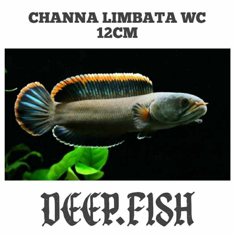 TERMURAH box stiker c limbata lawu 6-7 cb Rim tebal