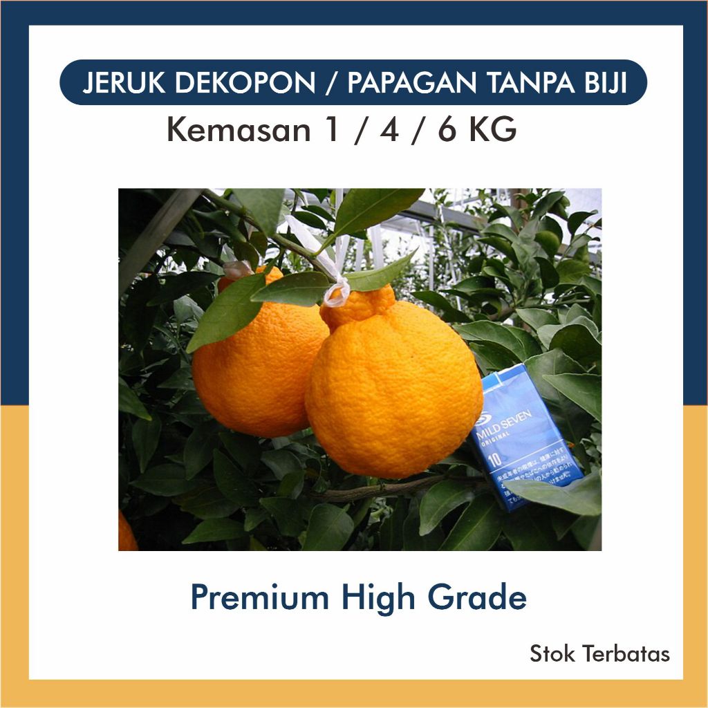 Jeruk Mandarin Dekopon Papagan Tanpa Biji Ukuran 1KG/4KG Premium High Grade