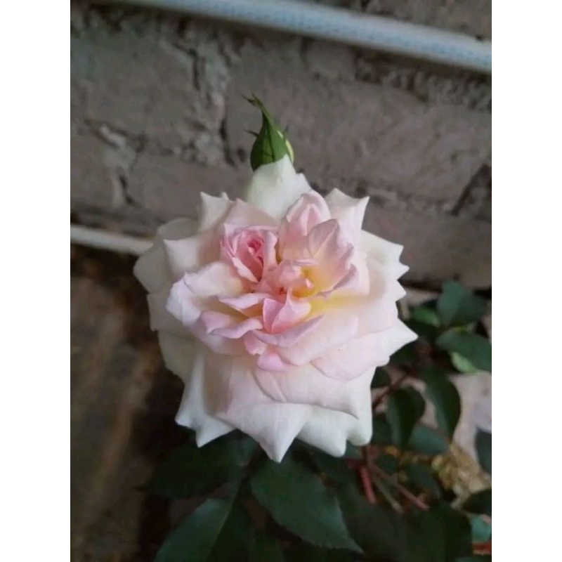 mawar putih kampung/mds hasil cangkok(ownroot) semi induk