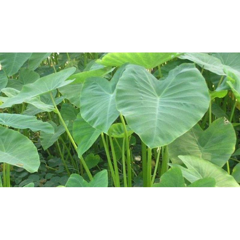 

daun talas segar 1 kg dipetik langsung dari kebun ketika orderan masuk