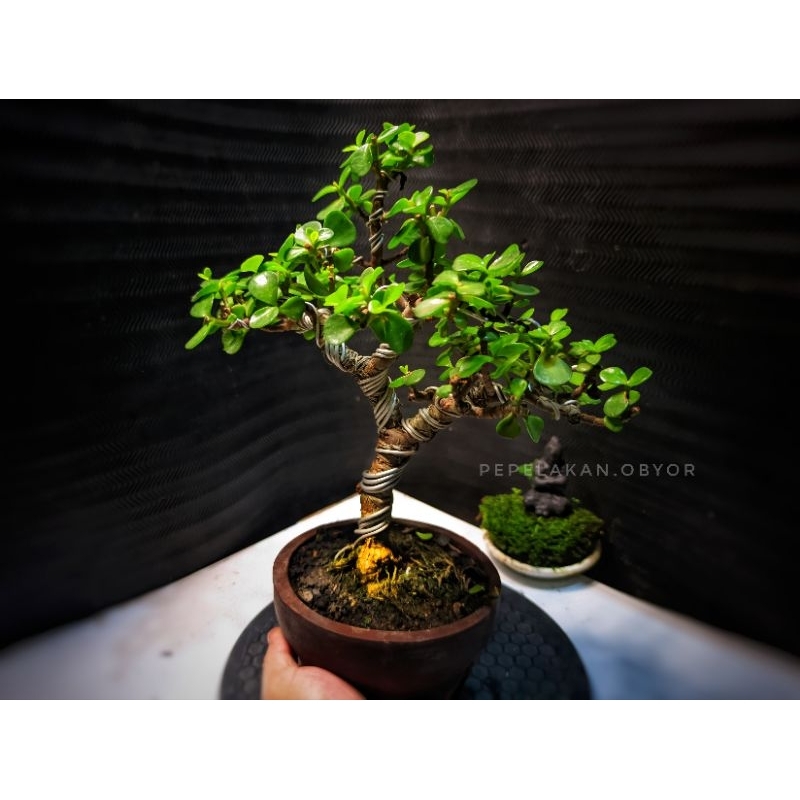 Bonsai Mini shito bonsai mame Portulacaria Afra Dwarp Jade micro Sudah berkarakter REALPICT SIAP PAJ