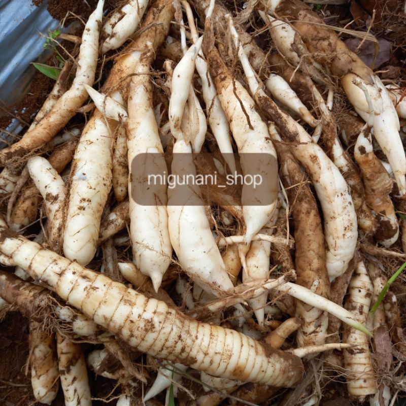 

umbi garut ubi irut fresh organik 1 kg angkrik herbal organik