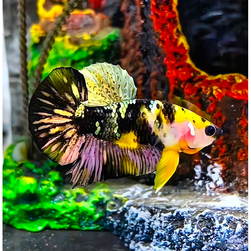 Cupang yellow koi Cooper (bagus)