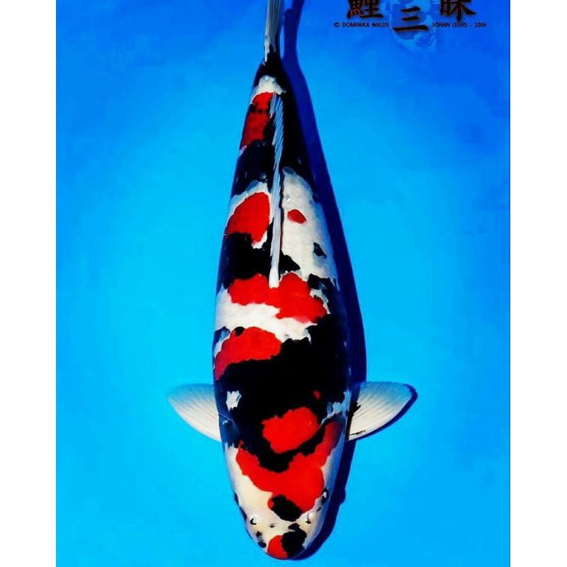 ikan koi showa naruto SZ 30-35cm berkualitas bergaransi hanya untuk GOJEK, GOSEND