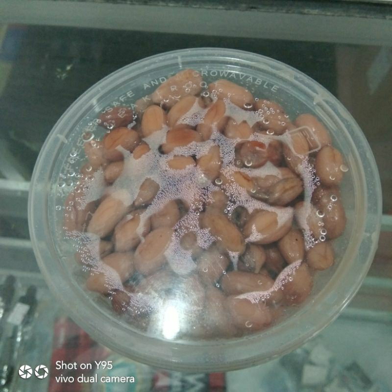 Umpan Ikan Bawal Kacang Presto SP, siap pakai  100g