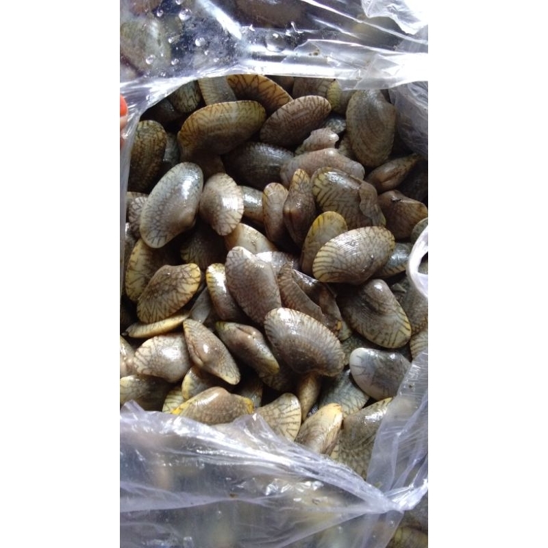 

kerang Batik