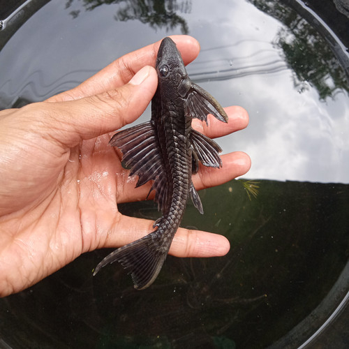 [SAPU SAPU] Ikan hias pembersih akuarium / pemakan alga / pleco sapu / pleco sapu sapu / kaca kece s