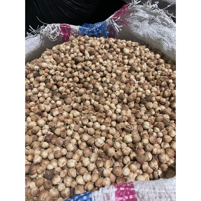 

KOPULAGA KERING/KAPOLAGA KERING/kopulaga/kapol