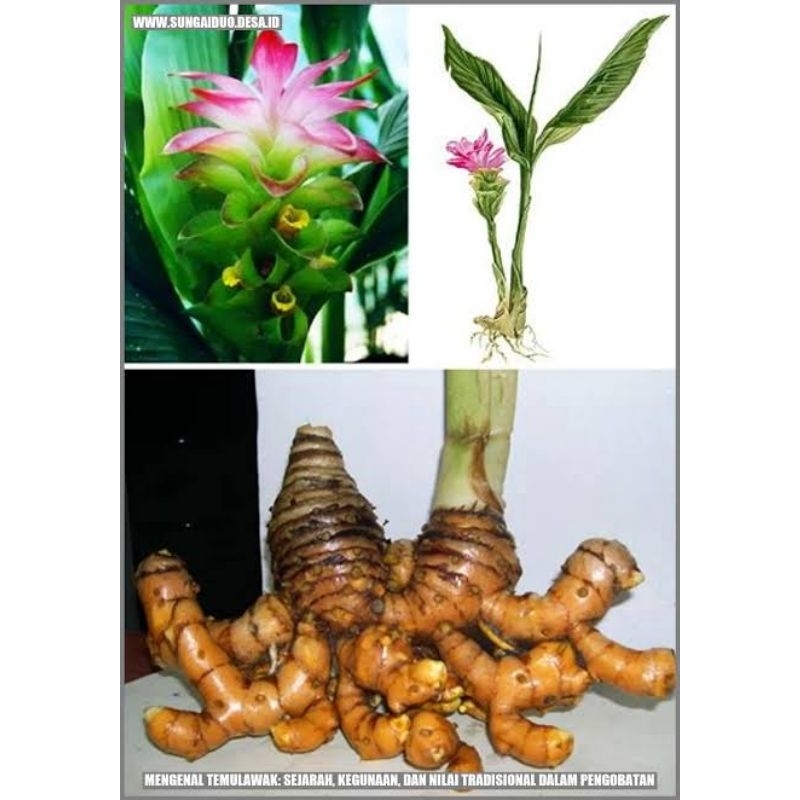 

Temulawak Segar 500g