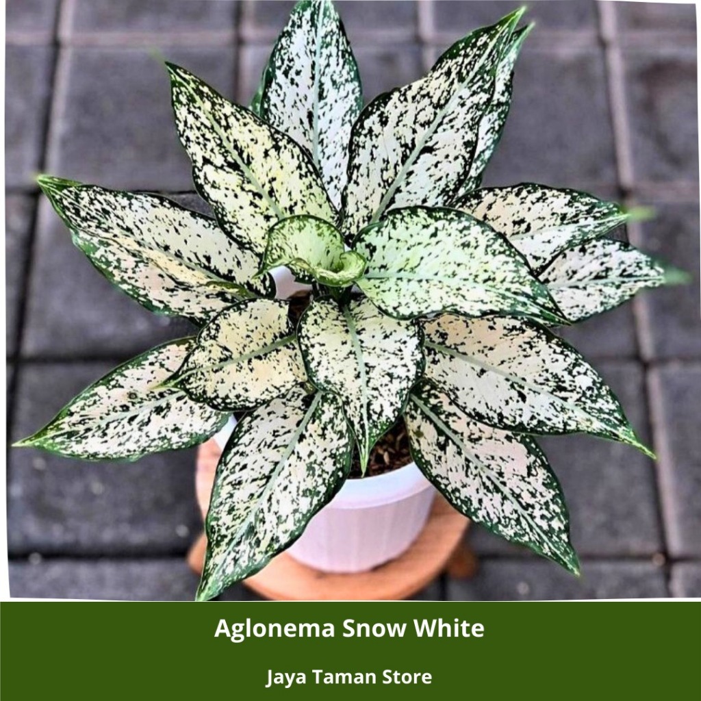 Promo COD Tanaman Hias Aglonema Snow White - Aglonema Snow White Indoor