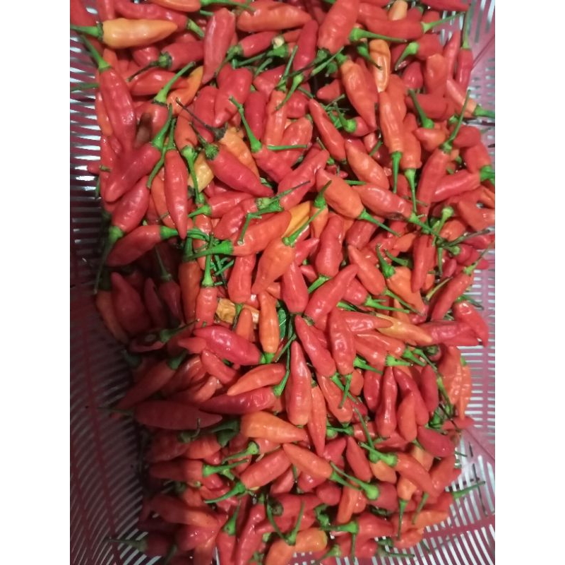 

rawit merah domba ORI promo murah