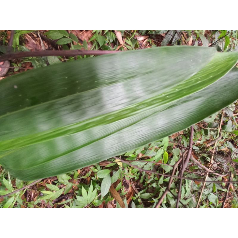 

daun bambu bungkus batcang 200 lembar