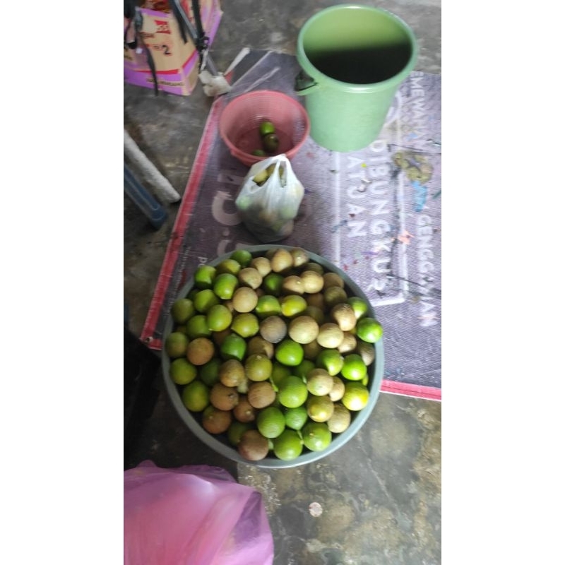 

jeruk nipis segar