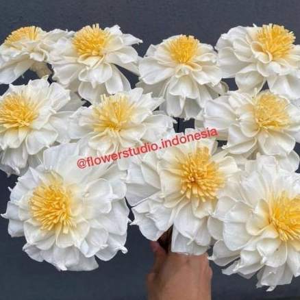 Gardenia Flowers/ Bunga sola/Sola Flower/ Bunga Gardenia/ Sola Gardenia/ Bunga sola wood/ Sola flowe