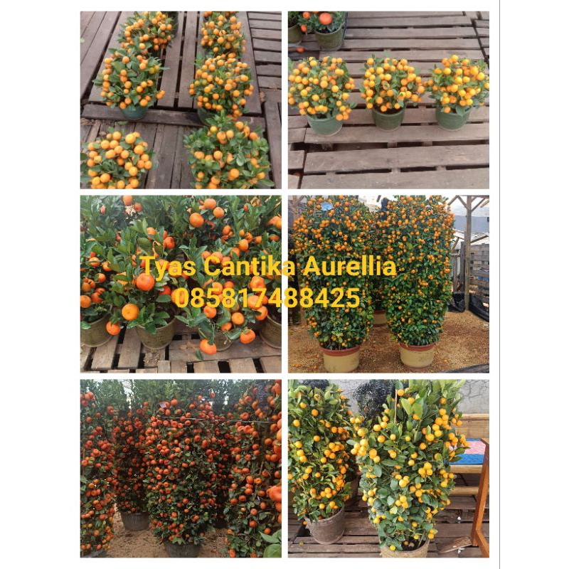 

pohon jeruk Imlek asli segar import