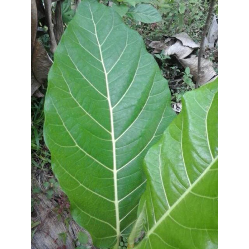 

daun awar-awar(ficus septica)per 250gr fresh segar herbal/bungkus tempe dll