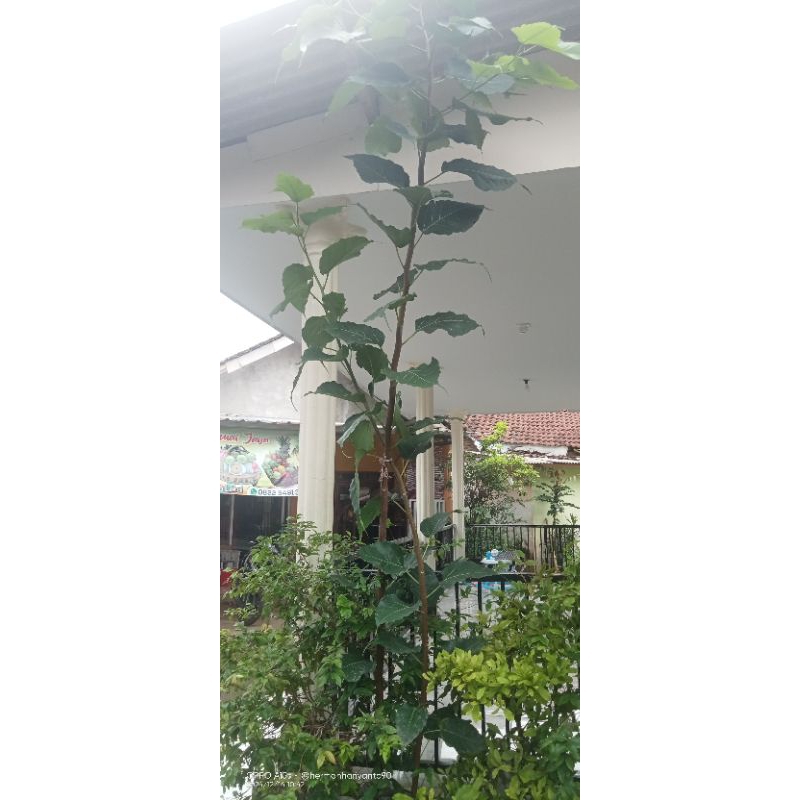 Bonsai Ficus Bodhi Hijau Berbagai Ukuran Hasil Budidaya