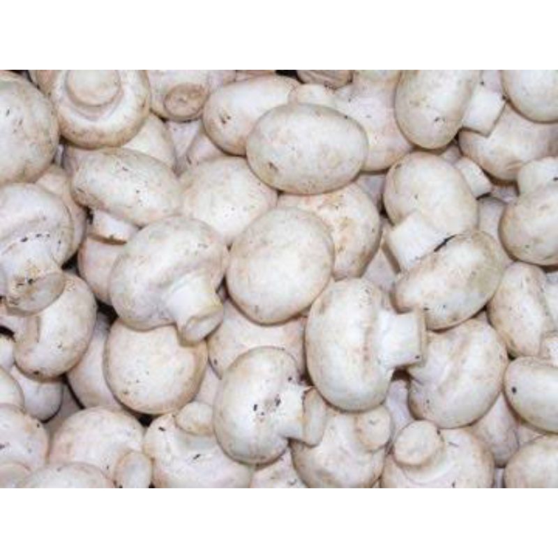 

jamur champinog