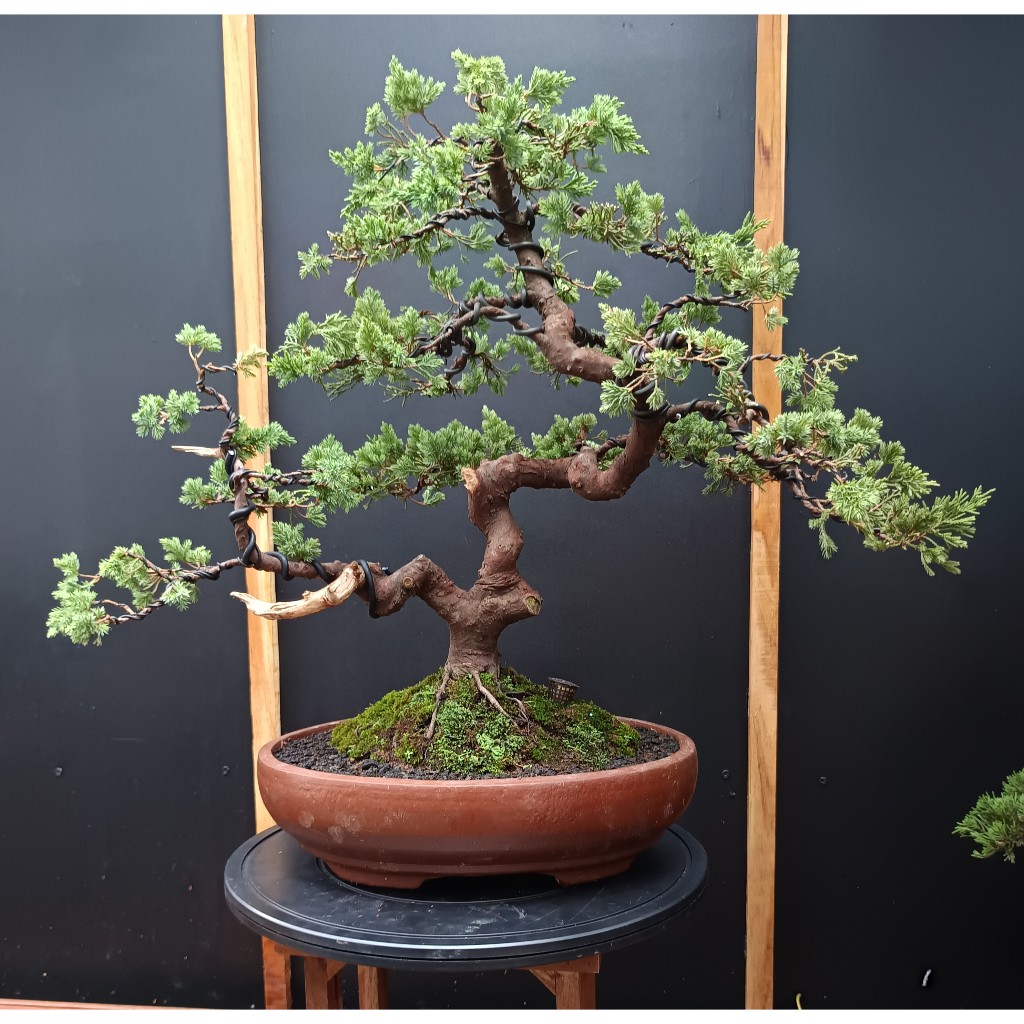 BONSAI CEMARA SINENSIS / JUNIPERUS CHINENSIS