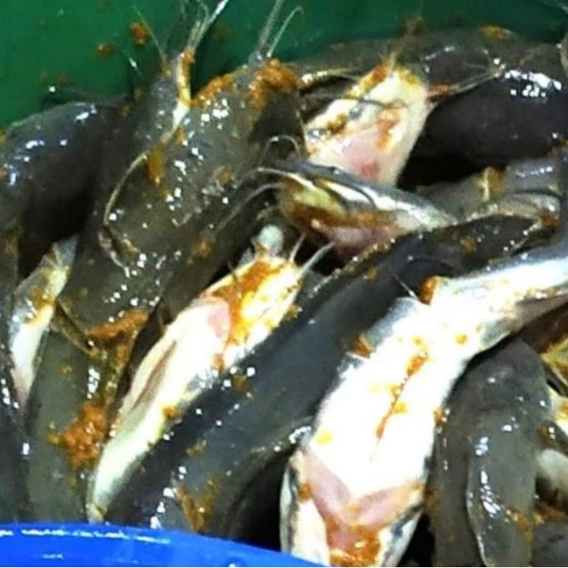 

ikan LELE Bumbu isi 5 - siap Goreng