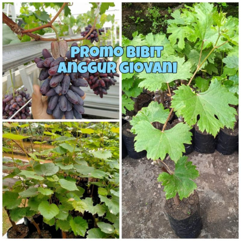 PROMO BIBIT BUAH ANGGUR IMPOR GIOVANNI ORIGINAL