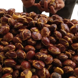 

Jengkol Tua Super Pres 1kg Jengki Pres Full Sortir