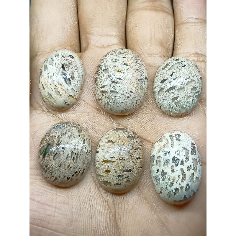 Batu Wisa , Anti Bisa , Bisa Menyerap Bisa , Natural Cirebon