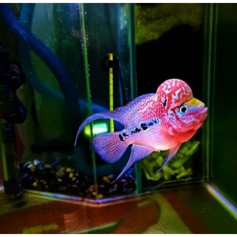 hiasan akuarium louhan cilnong