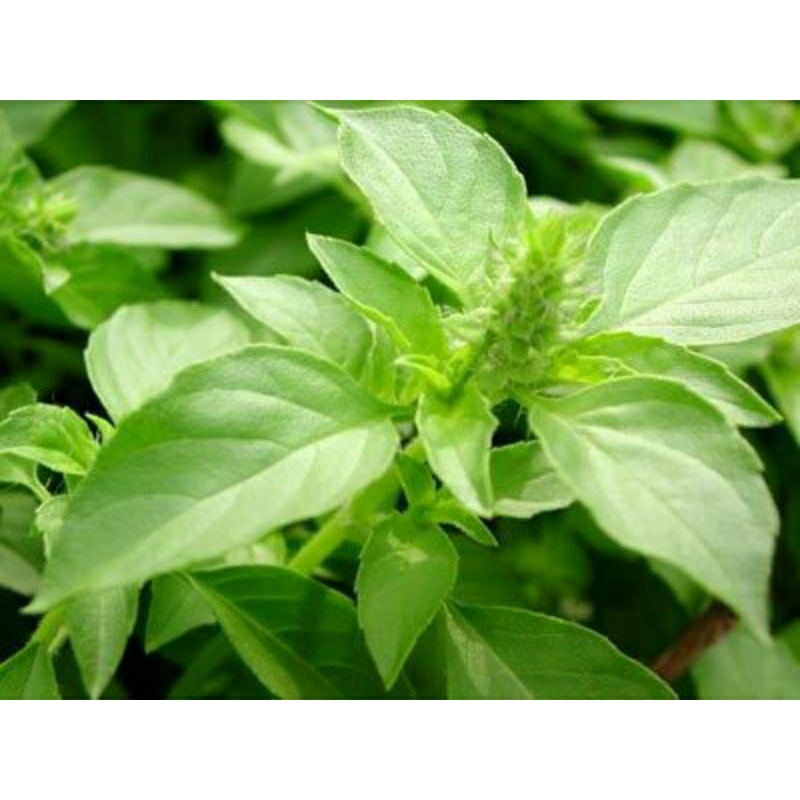 

daun kemangi/surawung 250 gr