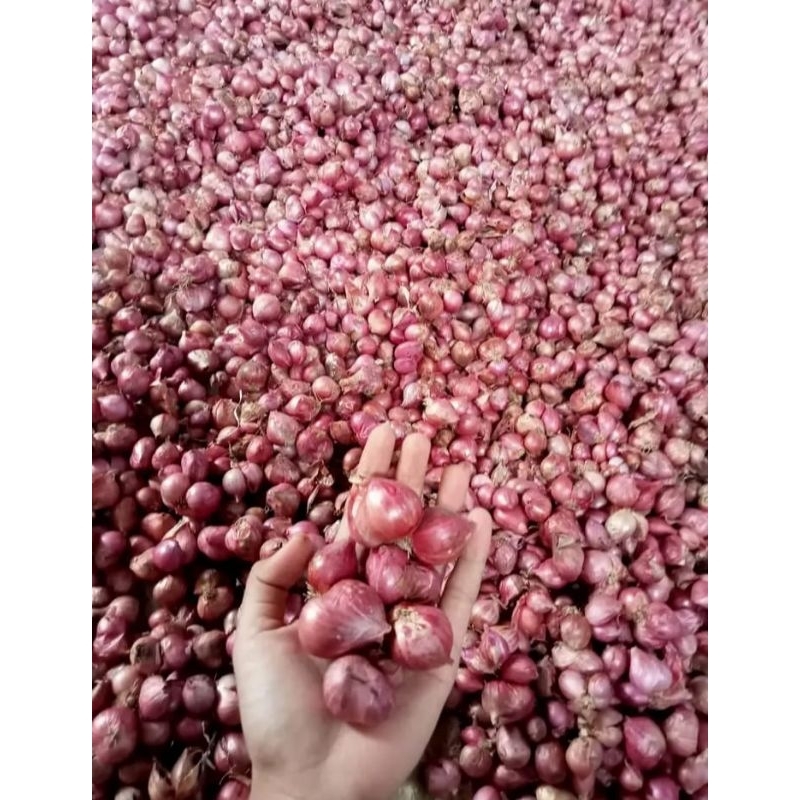 

bawang merah tanggung kecil 1kg
