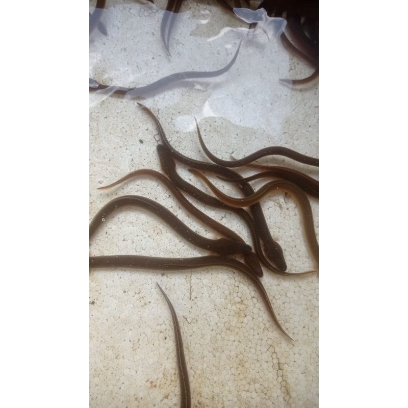 Bibit sidat super kwalitas number one ukuran +- 5gr/ekor