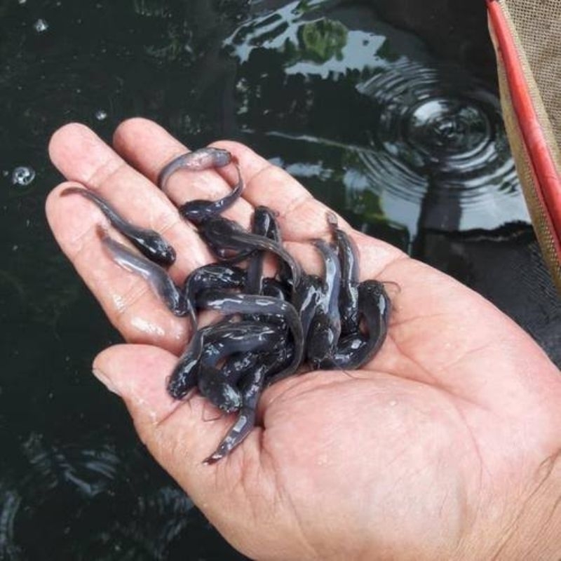 Paket Hemat bibit Lele Sangkuriang 5 ekor ukuran 7-8 cm bonus pakan