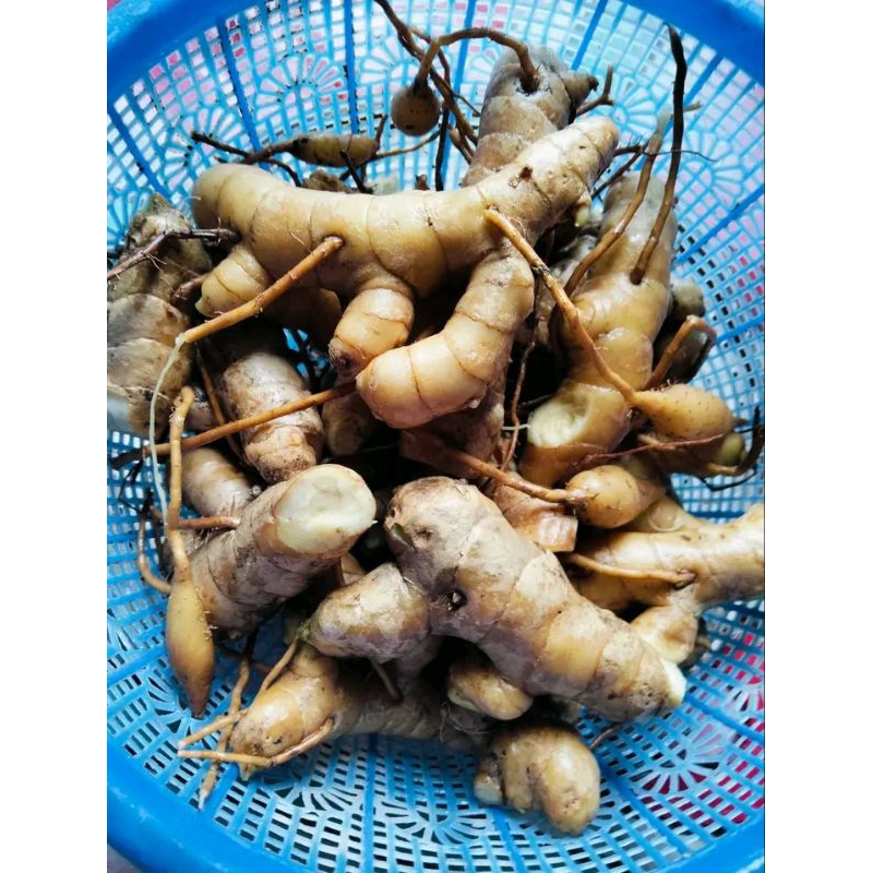 

kunyit putih segar curcuma zedoaria berat 1kg press