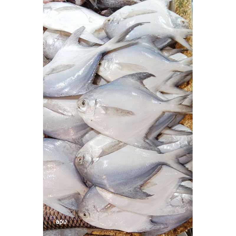 

ikan bawal putih segar fresh 1 kg