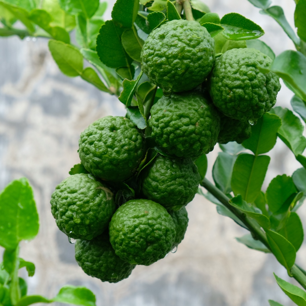 

Jeruk Purut Segar 500g Dipetik Ketika Order