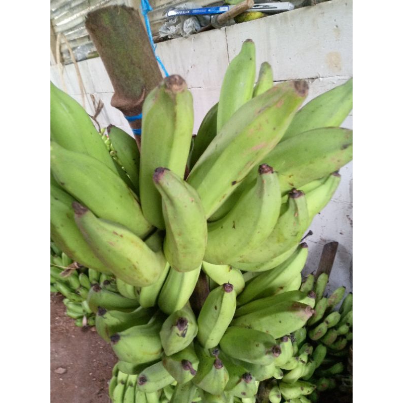 

Pisang Nangka