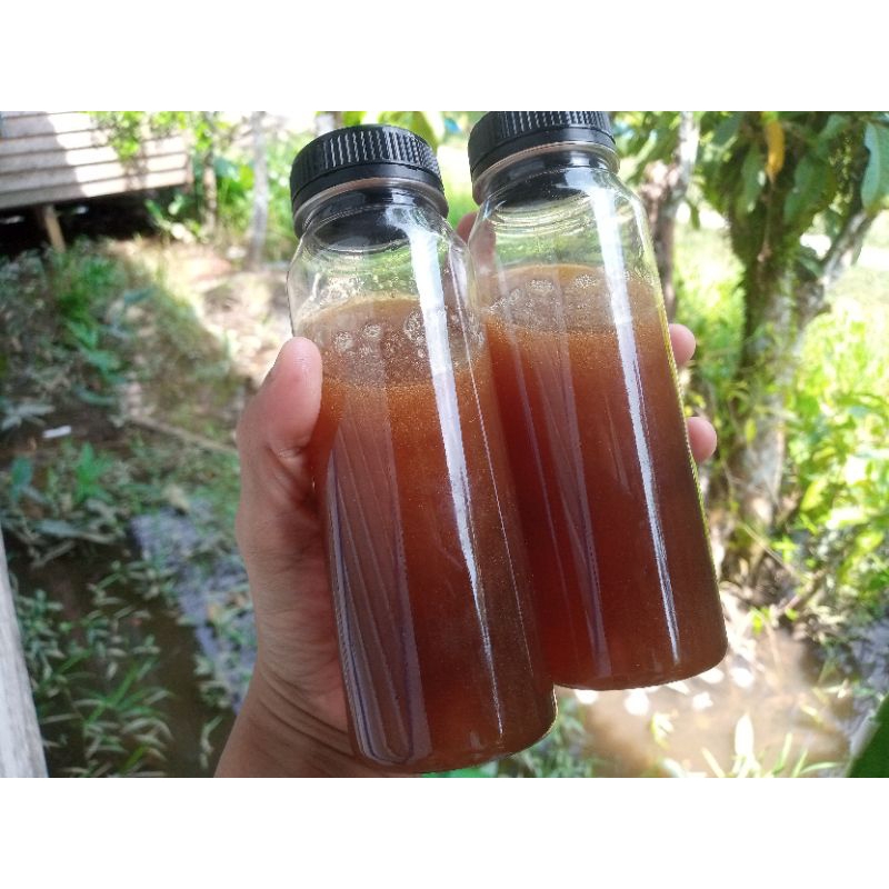 

Madu Kelulut Pahit 250 ml Stok Limited Langka Klanceng Trigona Itama Hutan Liar Kalimantan