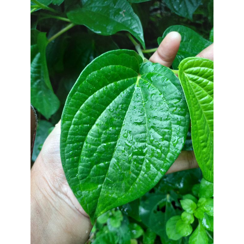 

Daun sirih segar