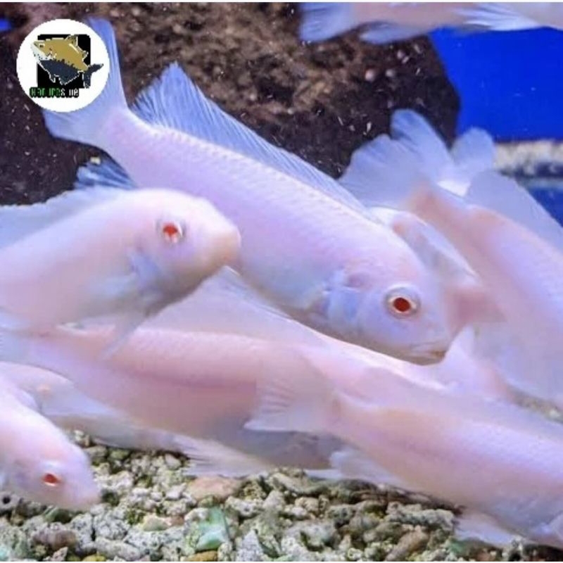 Ikan Snowhite snow white cichlid hiasan tankmate aquarium aquascape putih bersih mata merah unik rep