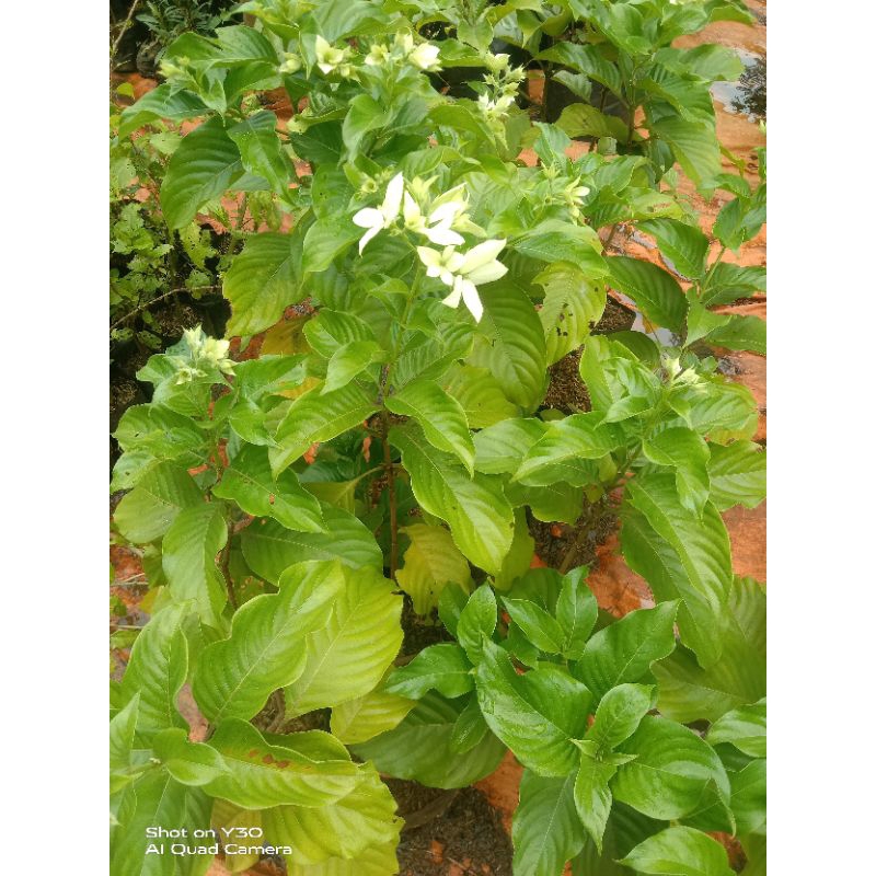 tanaman hias nusa indah/bunga nusa indah/pohon nusa indah