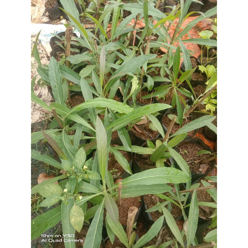 bibit tanaman tabebuya/tanaman tabebuya/pohon bunga tabebuya