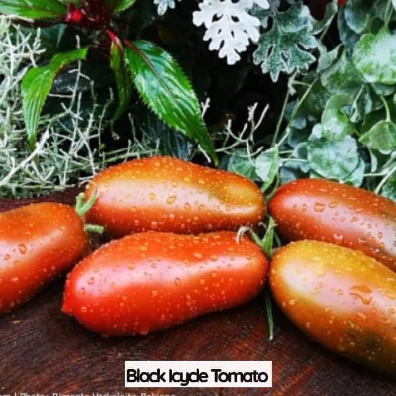 Benih/ Biji Tomat Black Icycle