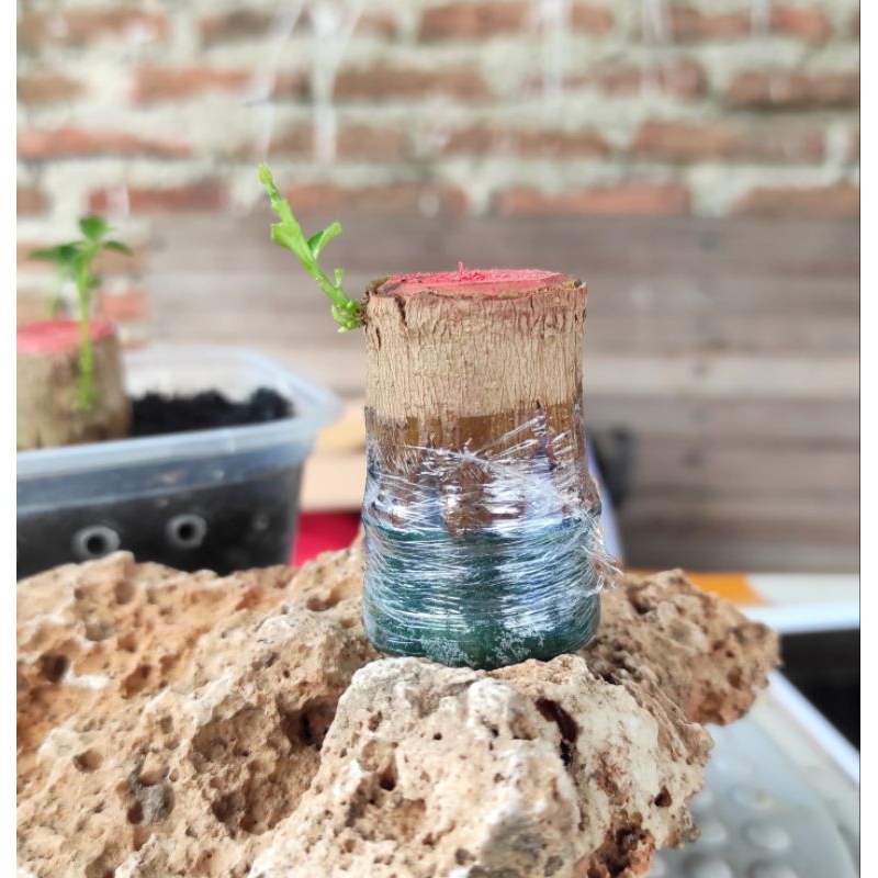 BAHAN BONSAI PECAH BATANG