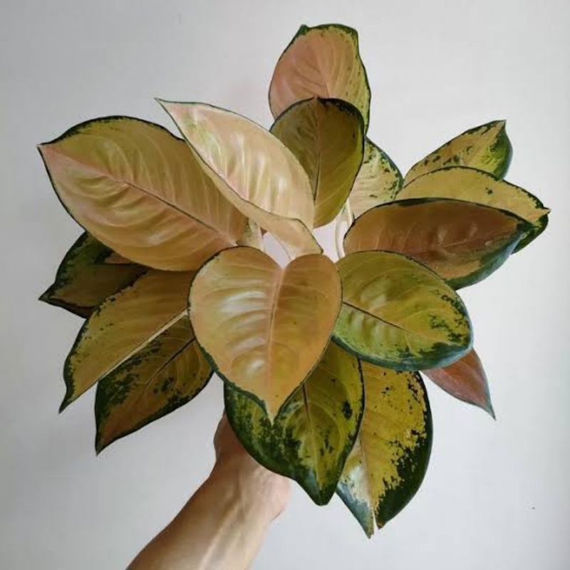 bibit bonggol aglonema sultan brunei/bibit aglonema Sultan Brunei