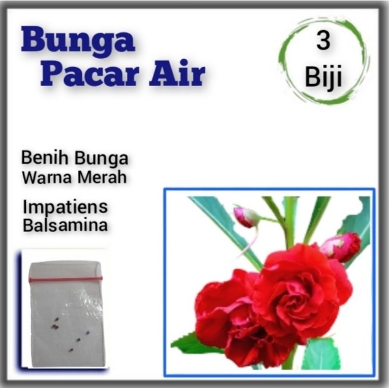 Benih Bunga Pacar Air Tumpuk Merah Balsamina Flower