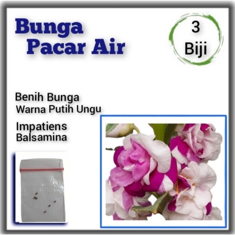 Benih Bunga Pacar Air Gradasi Ungu Putih Balsamina Flower Bunga Tumpuk