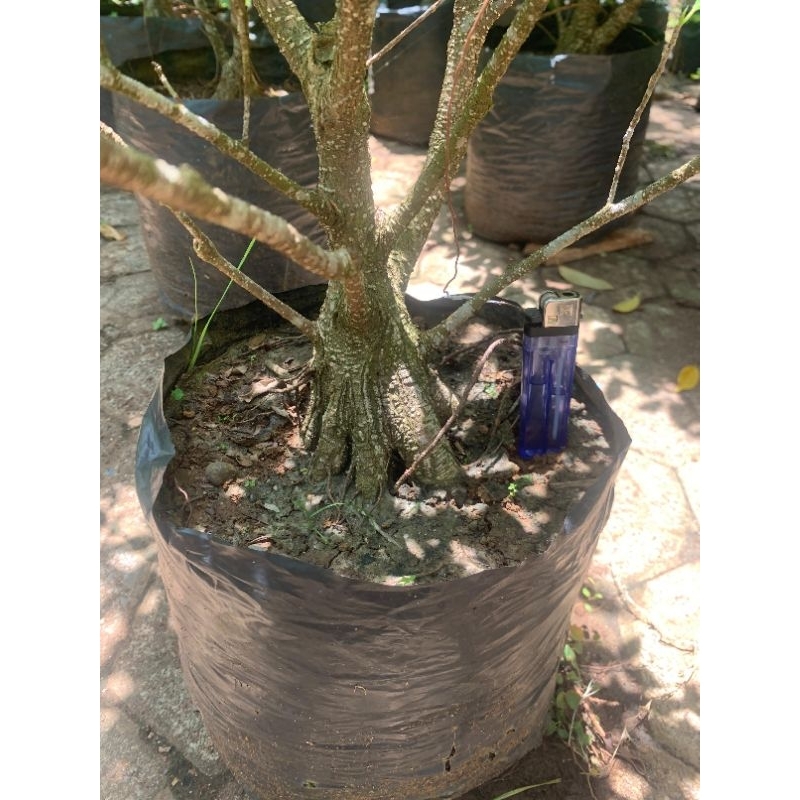 bahan bonsai kimeng pecah batang